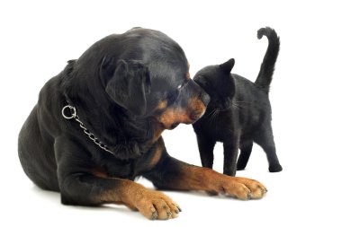 Rottweiler ve kedi