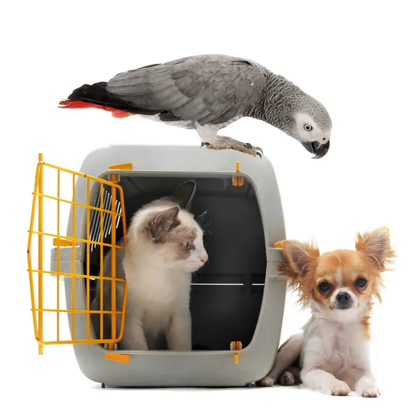 Kitten in pet carrier, parrot and chihuahua — Stock Photo, Image