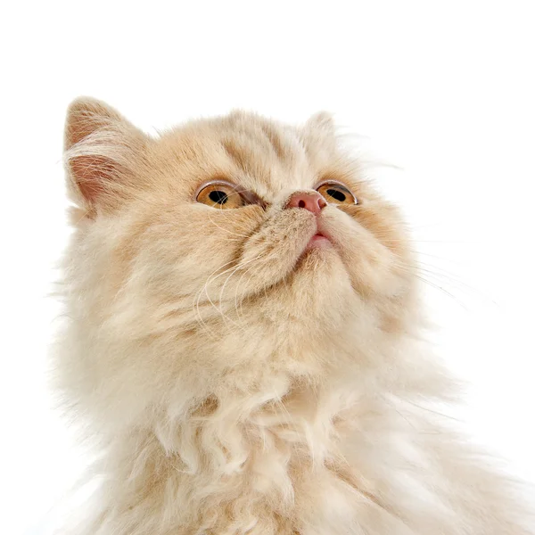 Перська-кошеня — стокове фото