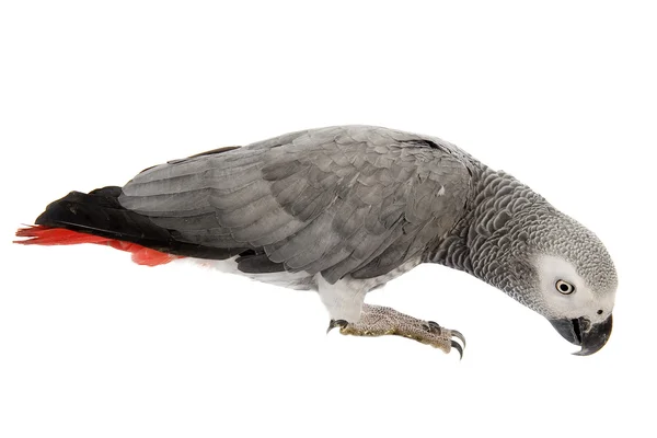 अफ्रीकी ग्रे कबूतर — स्टॉक फ़ोटो, इमेज