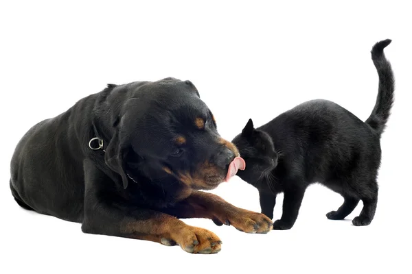 Rottweiler és macska — Stock Fotó