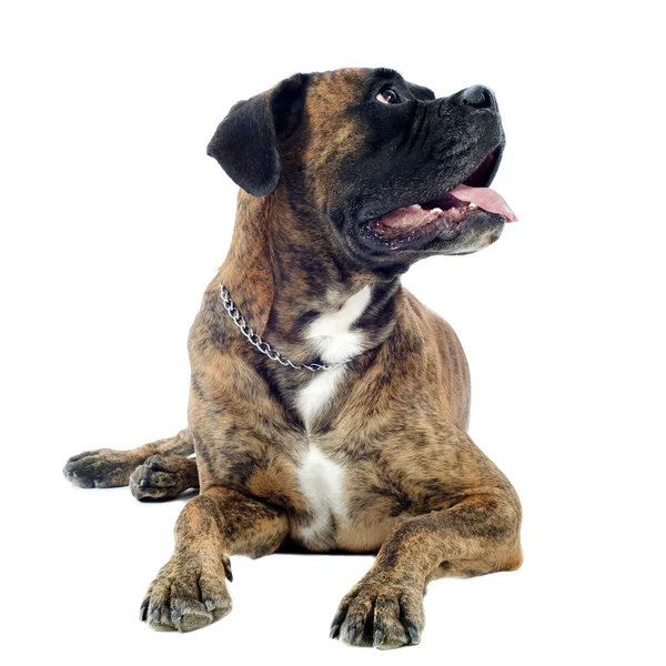 Boxer Sitting In Front Of A White Background Stock Photo