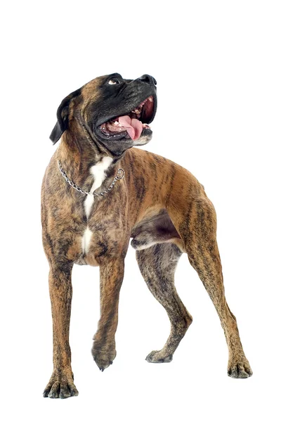 stock image Brown Boxer