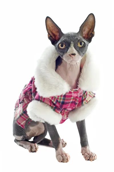 Sphynx Cat dressed — Stock Photo, Image