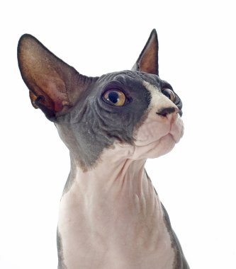 Sphynx kedi