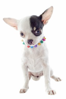 köpek chihuahua