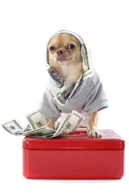 Chihuahua and dollars clipart