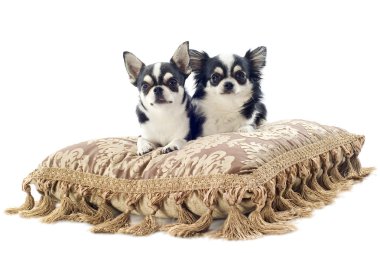 Chihuahuas on cushion clipart