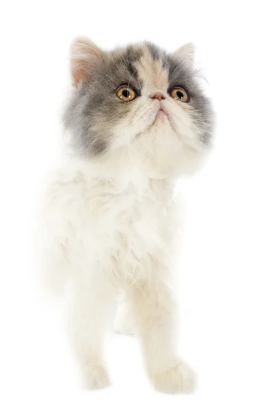 Perské kotě — Stock fotografie