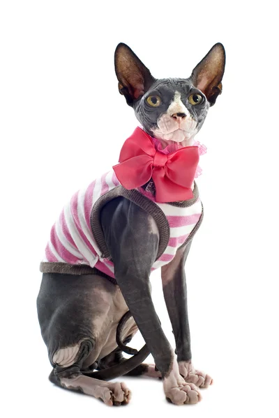 Одягнені Сфінкс кішка — стокове фото