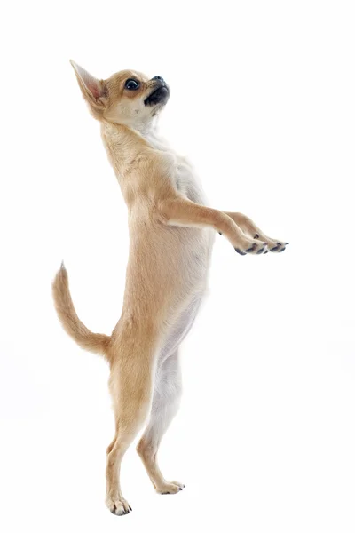 Chihuahua erguido — Foto de Stock