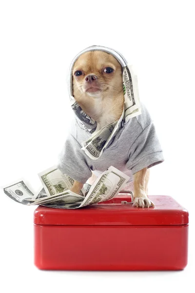 Chihuahua ve dolar — Stok fotoğraf