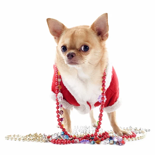 stock image Dressed chihuahua