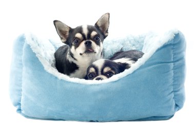 Chihuahuas ve köpek yatak