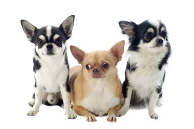 Chihuahuas