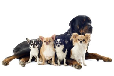 Rottweiler ve chihuahuas