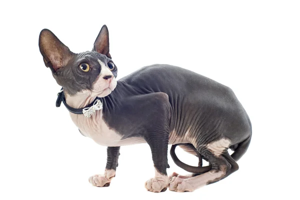 Sphynx Cat — Stock Photo, Image