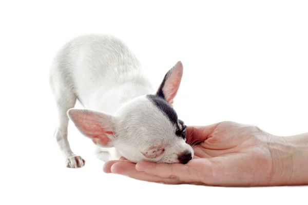 stock image Puppy chihuahua