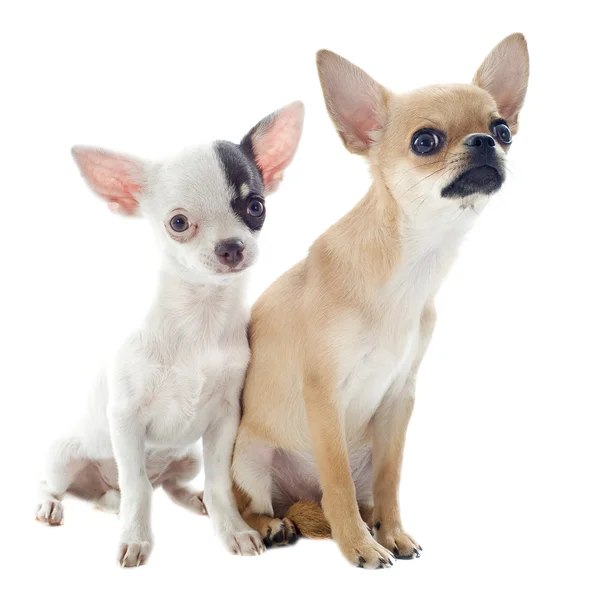 Τσιουάουα (Chihuahua) — Φωτογραφία Αρχείου