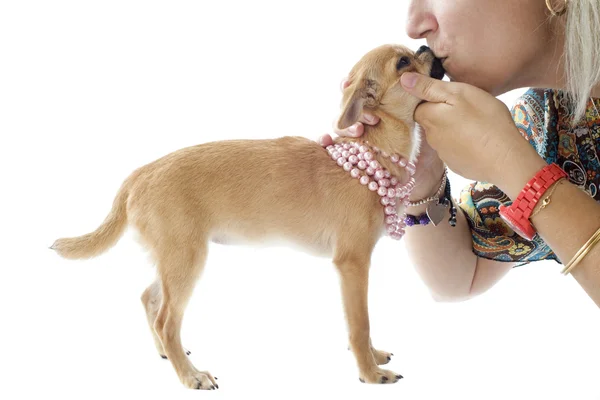 Chihuahua e beijo — Fotografia de Stock