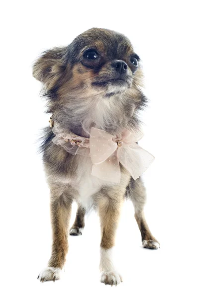 Chihuahua atigrado — Foto de Stock