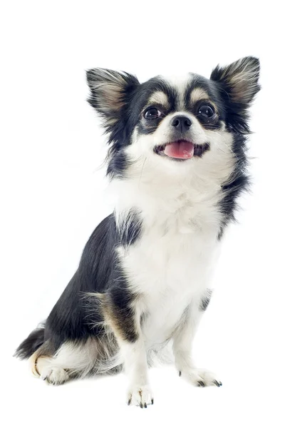 Chihuahua beyaz ve siyah — Stok fotoğraf