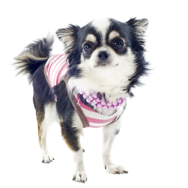 Gekleed chihuahua — Stockfoto