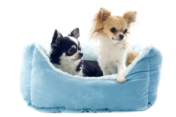 Chihuahuas and dog bed — Stock Photo, Image