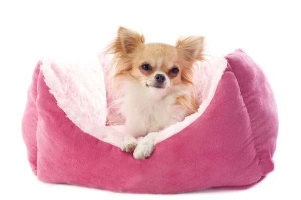 Chihuahua et lit pour chien — Photo