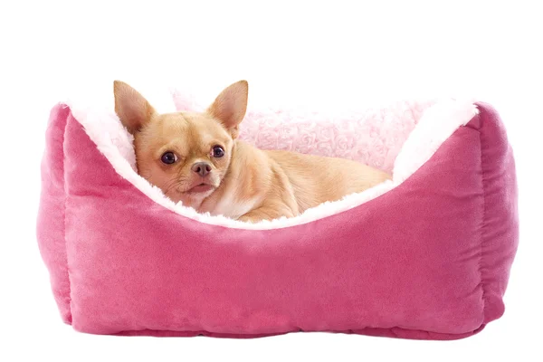 Čivava a pes postel — Stock fotografie