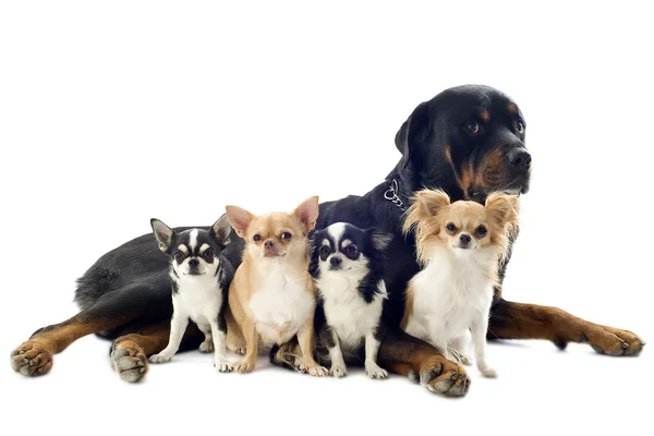 Rottweiler and chihuahuas — Stock Photo, Image
