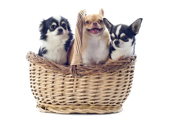 Chihuahuas in basket — Stock Photo, Image