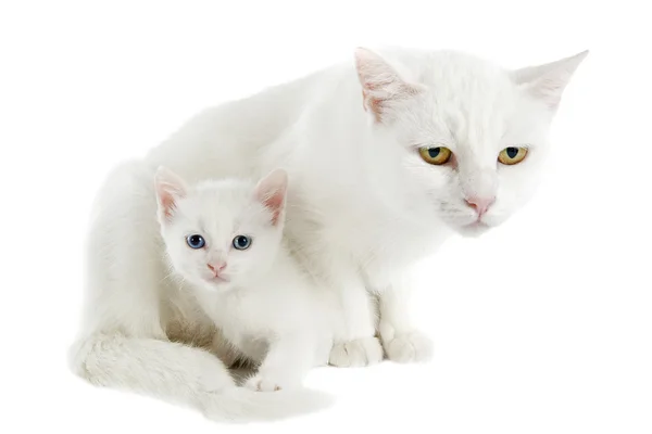 White kitten and mother — Stock Photo, Image