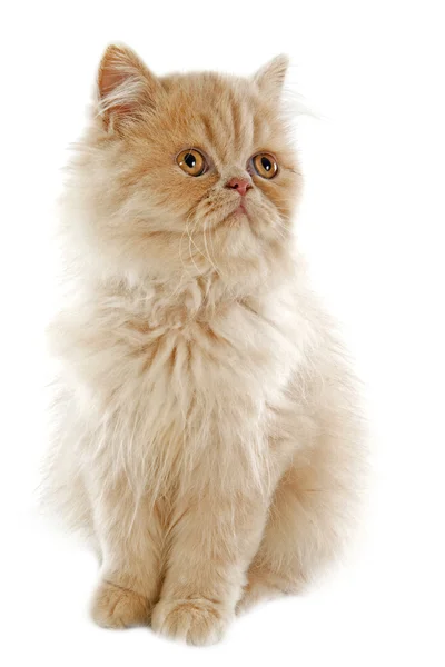 Персидский котёнок — стоковое фото