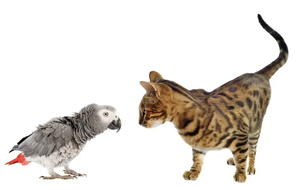 Schrikken parrot en kat — Stockfoto