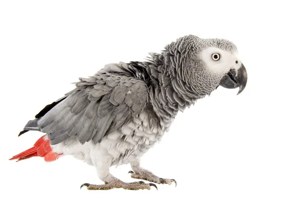 Τρομάζεις αφρικανικός γκρίζος παπαγάλος — Φωτογραφία Αρχείου