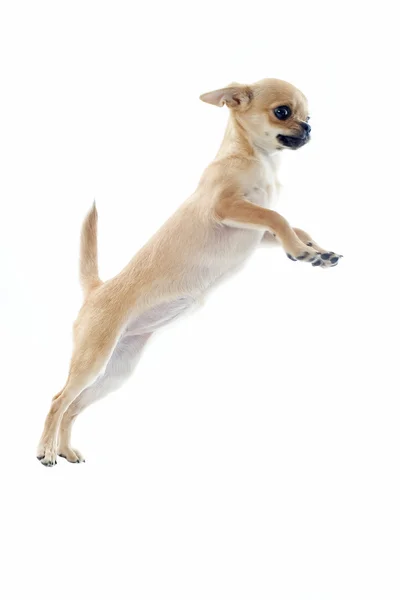 Jumping puppy chihuahua — Stock Photo, Image