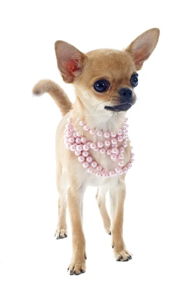 Cucciolo Chihuahua — Foto Stock