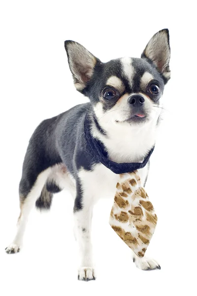 Chihuahua with tie — Stock Photo, Image