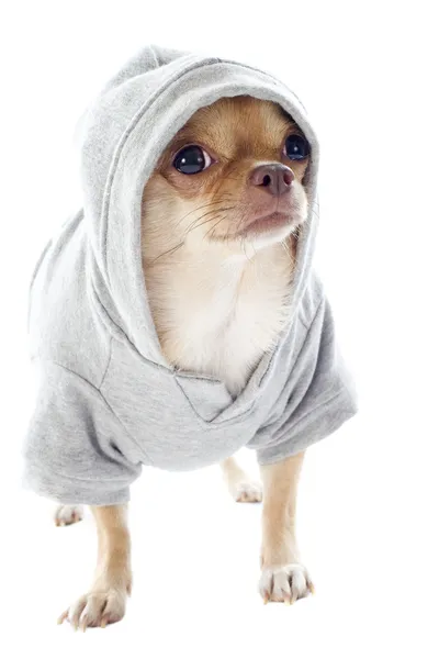 Chihuahua vestido — Fotografia de Stock