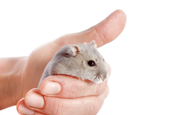 Stock image Djungarian hamster