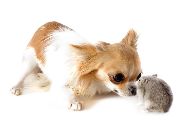 Chihuahua i djungarian chomika — Zdjęcie stockowe