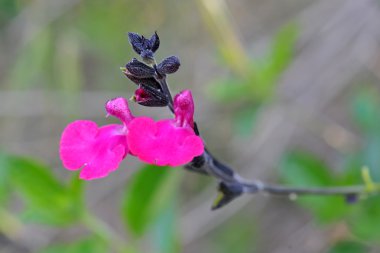 Ada çayı microphylla