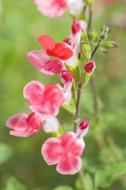 Ada çayı microphylla sıcak dudak