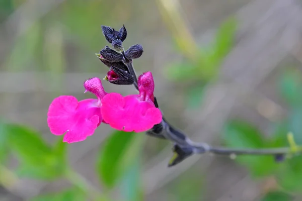 Salvia microphylla — Stock Photo, Image