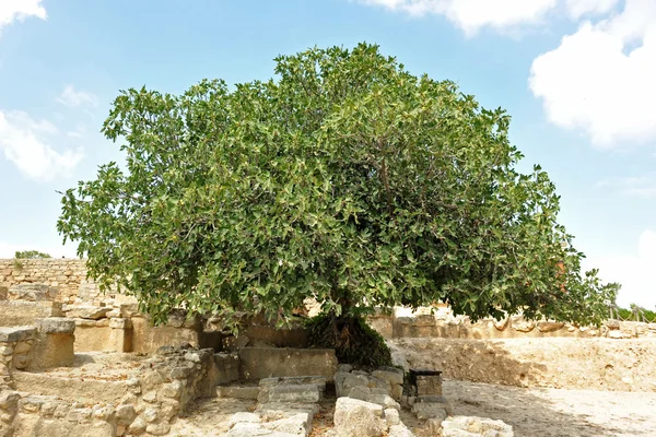 Incir ağacı — Stok fotoğraf