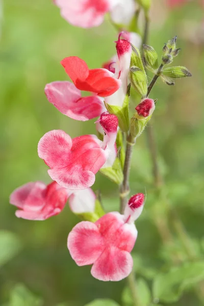 Salvia microphylla lábios quentes — Fotografia de Stock