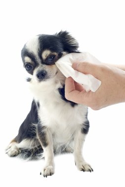 Grooming of chihuahua clipart