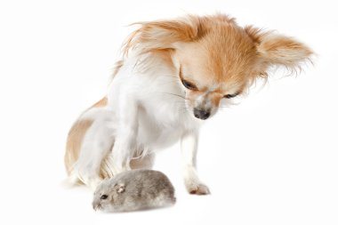 Chihuahua ve djungarian hamster