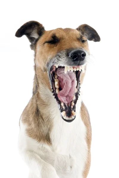 Yawning smooth fox terrier — Stock Photo, Image
